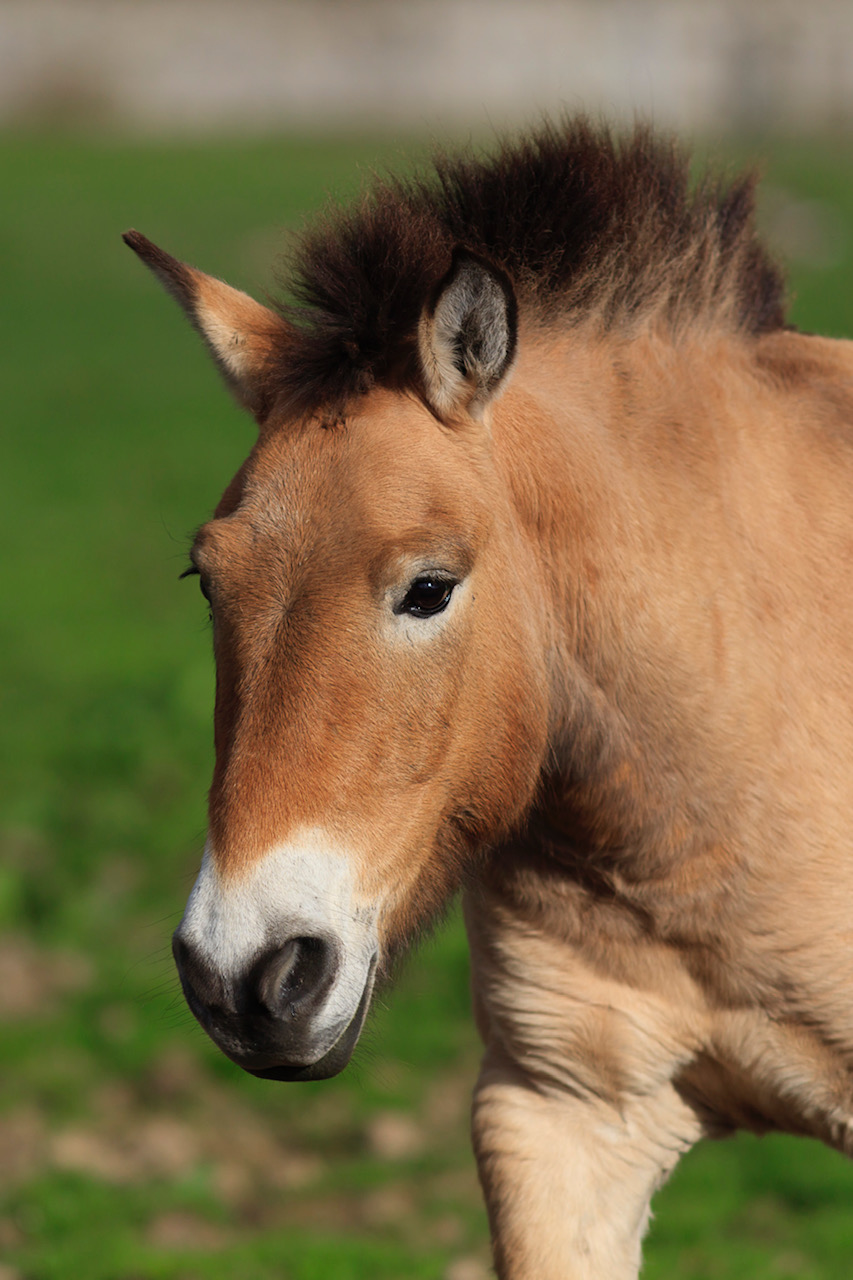 Przewalski A Linie